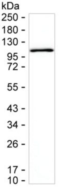 Invitrogen TOP1 Monoclonal Antibody (K94015_6C5), Invitrogen 50 &mu;L | Buy Online | Invitrogen&trade; | Fisher Scientific