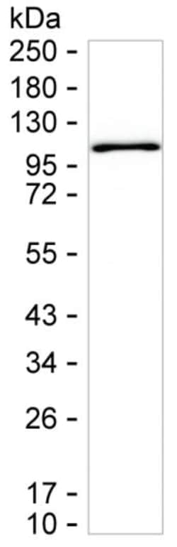 Invitrogen TOP1 Monoclonal Antibody (K94015_12B1), Invitrogen 200 &mu;L;