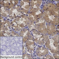 Invitrogen Layilin Monoclonal Antibody (K94011_9G2), Invitrogen 50 &mu;L;