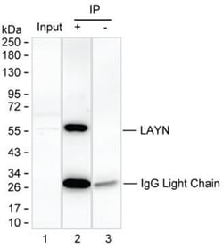 Invitrogen Layilin Monoclonal Antibody (K94011_9G2), Invitrogen 50 &mu;L;