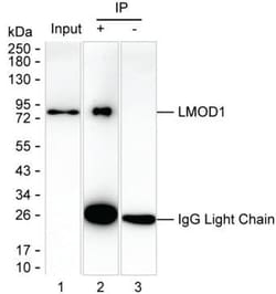 Invitrogen LMOD1 Monoclonal Antibody (K94010_8H3), Invitrogen:Antibodies:Primary