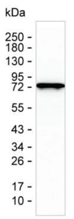 Invitrogen LMOD1 Monoclonal Antibody (K94010_8H3), Invitrogen:Antibodies:Primary