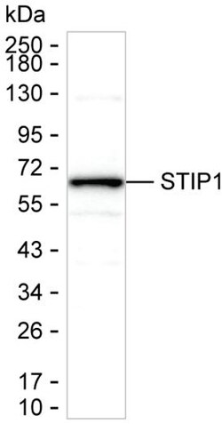 Invitrogen STIP1 Monoclonal Antibody (K92047_3H6), Invitrogen 200 &mu;L | Buy Online | Invitrogen&trade; | Fisher Scientific