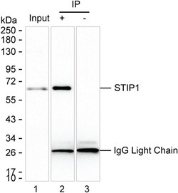 Invitrogen STIP1 Monoclonal Antibody (K92047_11E1), Invitrogen:Antibodies:Primary