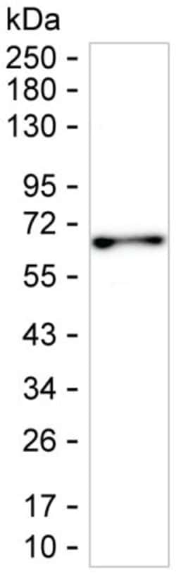 Invitrogen STIP1 Monoclonal Antibody (K92047_11E1), Invitrogen:Antibodies:Primary