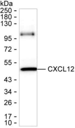 Invitrogen CXCL12 Monoclonal Antibody (K92033_5D11), Invitrogen:Antibodies:Primary