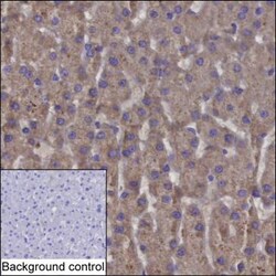 Invitrogen SUOX Monoclonal Antibody (K92029_4B1), Invitrogen:Antibodies:Primary