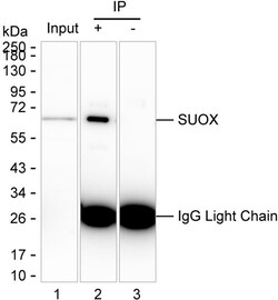 Invitrogen SUOX Monoclonal Antibody (K92029_4B1), Invitrogen:Antibodies:Primary