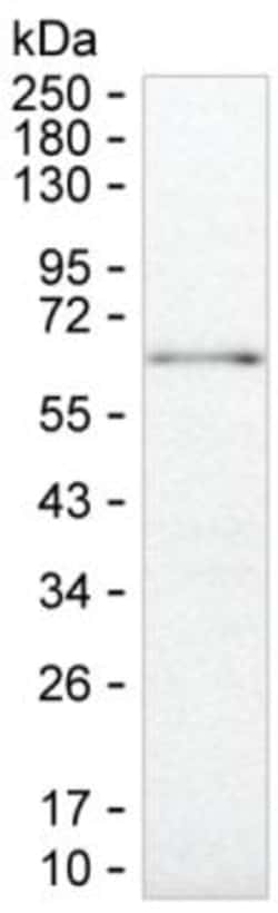 SUOX Monoclonal Antibody (K92029_4B1), Invitrogen&trade;