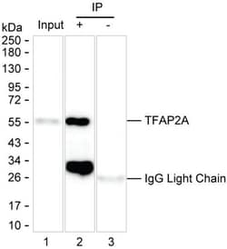 Invitrogen AP2 alpha Monoclonal Antibody (K92029_15F12), Invitrogen 200