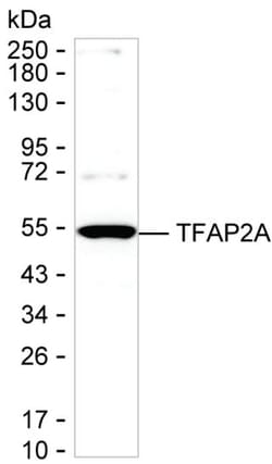 Invitrogen AP2 alpha Monoclonal Antibody (K92029_15F12), Invitrogen 200