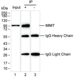 Invitrogen Mitofilin Monoclonal Antibody (K92014_1F4), Invitrogen 50 &mu;L;