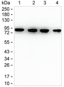 Invitrogen Mitofilin Monoclonal Antibody (K92014_1F4), Invitrogen 50 &mu;L;