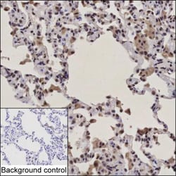 Invitrogen IRF9 Monoclonal Antibody (K70047_18H9), Invitrogen 50 &mu;L;