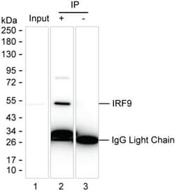 Invitrogen IRF9 Monoclonal Antibody (K70047_18H9), Invitrogen 50 &mu;L;