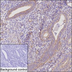 Invitrogen ENAH Monoclonal Antibody (K70047_10C7), Invitrogen 50 &mu;L | Buy Online | Invitrogen&trade; | Fisher Scientific