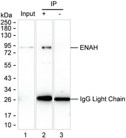 Invitrogen ENAH Monoclonal Antibody (K70047_10C7), Invitrogen 50 &mu;L | Buy Online | Invitrogen&trade; | Fisher Scientific