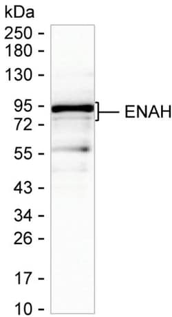 Invitrogen ENAH Monoclonal Antibody (K70047_10C7), Invitrogen 50 &mu;L | Buy Online | Invitrogen&trade; | Fisher Scientific