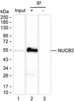 Invitrogen NUCB2 Monoclonal Antibody (K70044_2H5), Invitrogen 50 &mu;L;