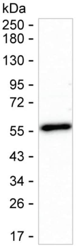 Invitrogen NUCB2 Monoclonal Antibody (K70044_2H5), Invitrogen 50 &mu;L;