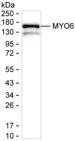 Invitrogen MYO6 Monoclonal Antibody (K70041_6D6), Invitrogen 50 &mu;L | Buy Online | Invitrogen&trade; | Fisher Scientific