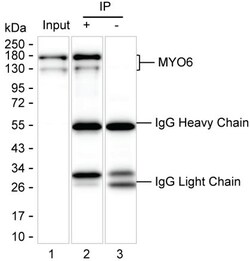 Invitrogen MYO6 Monoclonal Antibody (K70041_12A6), Invitrogen:Antibodies:Primary