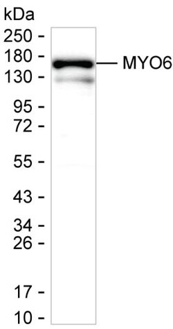 Invitrogen MYO6 Monoclonal Antibody (K70041_12A6), Invitrogen:Antibodies:Primary