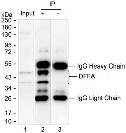 Invitrogen ICAD Monoclonal Antibody (K70038_3B1), Invitrogen 200 &mu;L;
