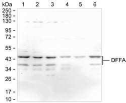 Invitrogen ICAD Monoclonal Antibody (K70038_3B1), Invitrogen 200 &mu;L;