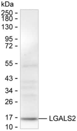 Galectin 2 Monoclonal Antibody (K70037_5D10), Invitrogen&trade;