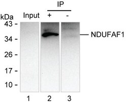 Invitrogen NDUFAF1 Monoclonal Antibody (K70037_11A8), Invitrogen 50 &mu;L;