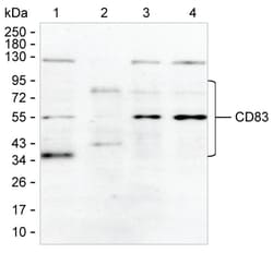 Invitrogen CD83 Monoclonal Antibody (K70018_13H7), Invitrogen:Antibodies:Primary