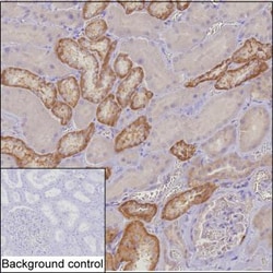 Invitrogen MTHFD2 Monoclonal Antibody (K70015_7E12), Invitrogen:Antibodies:Primary