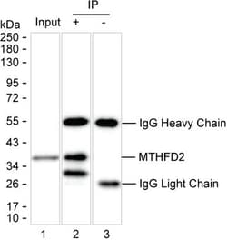 Invitrogen MTHFD2 Monoclonal Antibody (K70015_7E12), Invitrogen:Antibodies:Primary