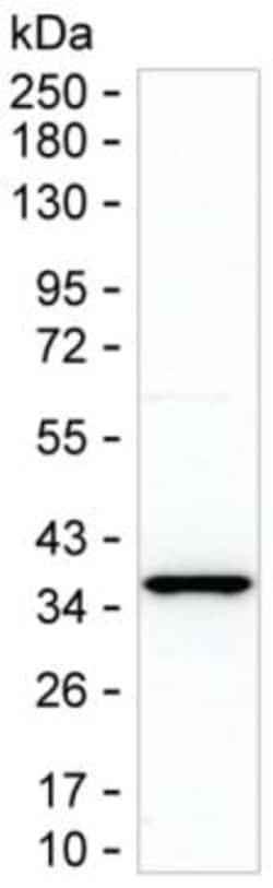 Invitrogen MTHFD2 Monoclonal Antibody (K70015_7E12), Invitrogen:Antibodies:Primary