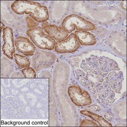 Invitrogen MTHFD2 Monoclonal Antibody (K70015_2H12), Invitrogen 200 &mu;L | Buy Online | Invitrogen&trade; | Fisher Scientific
