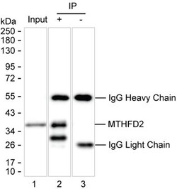 Invitrogen MTHFD2 Monoclonal Antibody (K70015_2H12), Invitrogen 200 &mu;L | Buy Online | Invitrogen&trade; | Fisher Scientific