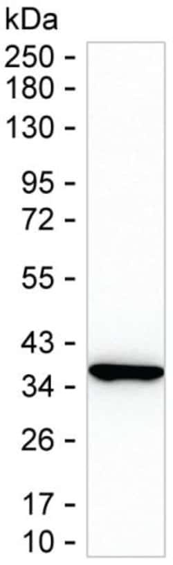 MTHFD2 Monoclonal Antibody (K70015_2H12), Invitrogen&trade;