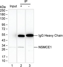 Invitrogen NSMCE1 Monoclonal Antibody (K56018_7C3), Invitrogen 50 &mu;L;