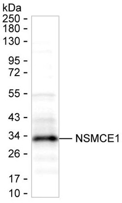 Invitrogen NSMCE1 Monoclonal Antibody (K56018_7C3), Invitrogen 50 &mu;L;