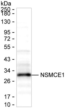 Invitrogen NSMCE1 Monoclonal Antibody (K56018_3A9), Invitrogen:Antibodies:Primary