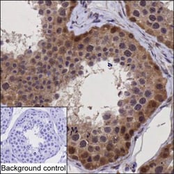 Invitrogen STAMBP Monoclonal Antibody (K56003_5C8), Invitrogen:Antibodies:Primary
