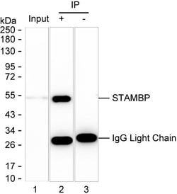 Invitrogen STAMBP Monoclonal Antibody (K56003_5C8), Invitrogen:Antibodies:Primary