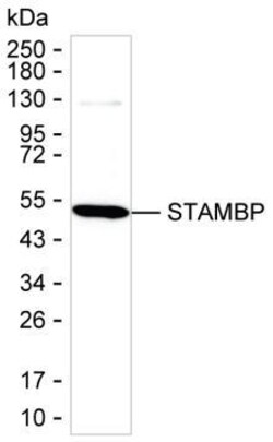 Invitrogen STAMBP Monoclonal Antibody (K56003_5C8), Invitrogen:Antibodies:Primary