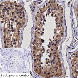 Invitrogen UBE2Z Monoclonal Antibody (K52034_14G2), Invitrogen 200 &mu;L;