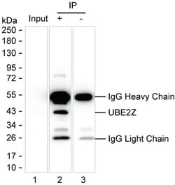 Invitrogen UBE2Z Monoclonal Antibody (K52034_14G2), Invitrogen 200 &mu;L;