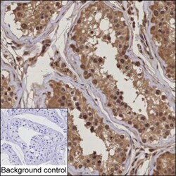 Invitrogen UBE2Z Monoclonal Antibody (K52034_14C7), Invitrogen 50 &mu;L;
