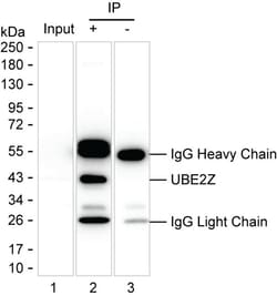 Invitrogen UBE2Z Monoclonal Antibody (K52034_14C7), Invitrogen 50 &mu;L;