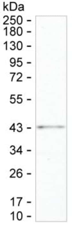 Invitrogen UBE2Z Monoclonal Antibody (K52034_14C7), Invitrogen 50 &mu;L;