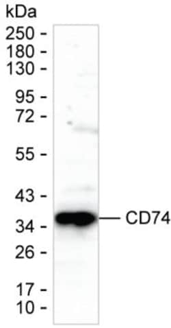 Invitrogen CD74 Monoclonal Antibody (K52031_20G12), Invitrogen 50 &mu;L;